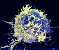 Au palmarès des avancées scientifiques de 2013, l'immunothérapie se taille la part du Lion !