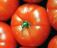 Découverte d'un gène pourrait redonner du goût aux tomates industrielles