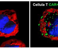 Des cellules CAR-T améliorées pour détruire plus efficacement lez cellules cancéreuses