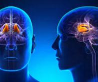 Des chercheurs identifient la zone du cerveau impliquée dans le contrôle de l'attention