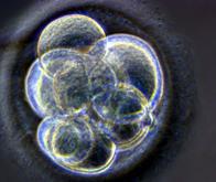 Diagnostiquer les maladies potentielles d’un embryon in vitro, une perspective réaliste mais qui ...
