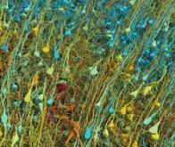 Le cerveau dévoile de nouveaux océans de complexité...
