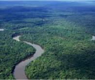 L'Amazonie pourrait devenir émettrice de CO2 !
