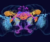 Le cerveau de la drosophile entièrement cartographié