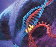 Le génome révèle un nouveau niveau d'organisation inconnu…