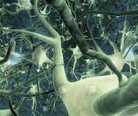 Les neurones du cerveau humain communiquent davantage que chez les autres mammifères