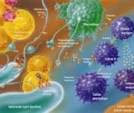 Les scientifiques réussissent à cartographier une partie centrale du système immunitaire