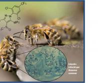 Pathogènes et insecticides : un cocktail mortel pour les abeilles