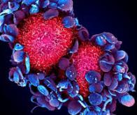Propagation des cancers : cibler les plaquettes pour contrer les métastases