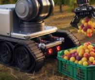 Un robot pour la cueillette des mirabelles