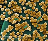 Un vaccin contre le staphylocoque doré pourrait révolutionner la lutte contre les infections