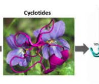 Une fleur contre le cancer du cerveau...