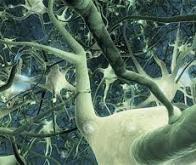 Une réserve de neurones découverte dans le cerveau