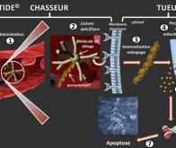 Vers un poropeptide chasseur-tueur de cancer