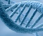 ADN-ARN : une copie infidèle