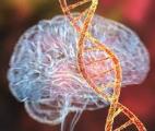 Maladie d’Alzheimer : 20 % des cas seraient dus à des copies du gène APOE4