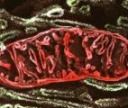 Cancer et mitochondries : le lien se confirme