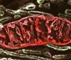 Des mitochondries saines pour lutter contre la maladie d’Alzheimer
