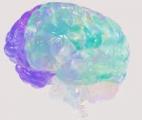 Des tissus cryogénisés de cerveau humain ont été ramenés à la vie pour la première fois