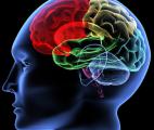Le Cerveau : un océan de complexité qui commence à livrer ses secrets