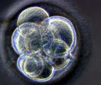L’embryon humain doit son premier changement de forme à la contraction de ses cellules