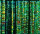 Que cachent les séquences interdites du génome ?