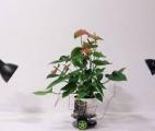 Un cyborg botanique pour améliorer les capacités naturelles des plantes
