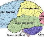 Un défaut de communication entre les aires cérébrales serait impliqué dans les  troubles psychotiques