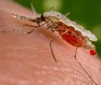 Un nouveau traitement prometteur contre le paludisme