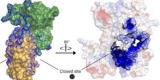 Découverte d’une protéine réparatrice d’ADN