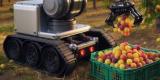 Un robot pour la cueillette des mirabelles